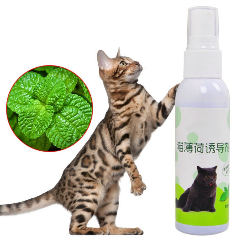 50ml Natural Catnip Spray Cat Scratch Plate Inducer Fresh Extract Funny Cat Catnip Props Improve Cat Excitement Toy For Cat